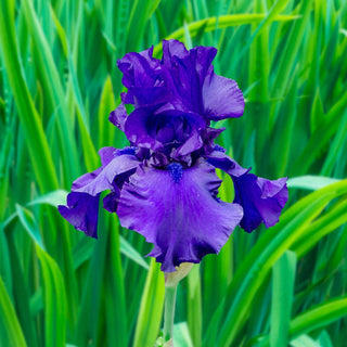 Dusky Challenger Colourful Tall Bearded Iris