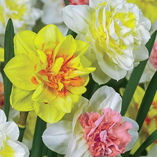 Double Delight Daffodil Mixture