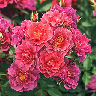 Cinco de Mayo  Floribunda Rose