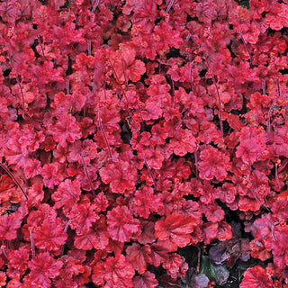 Heuchera Cherry Cola