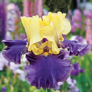 Jurassic Park Tall Bearded Iris