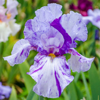 Elainealope Reblooming Bearded Iris