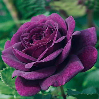 Floribunda Rose Ebb Tide