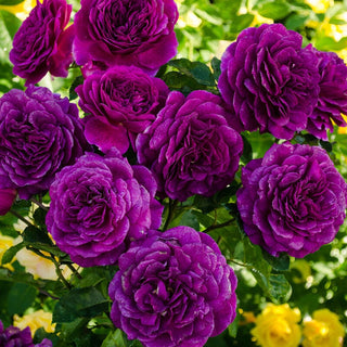 Floribunda Rose Ebb Tide