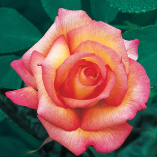 Floribunbda Rose Sheila Perfume