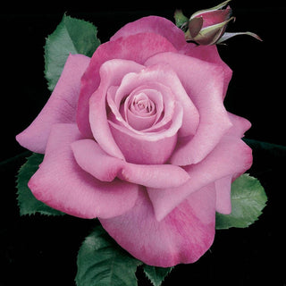 Hybrid Tea Barbra Streisand