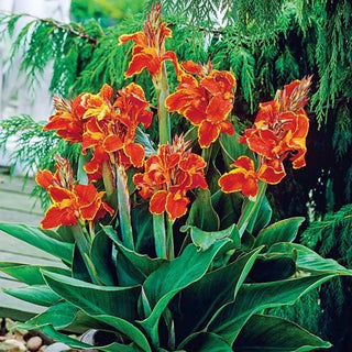 Taroudant Dwarf Canna