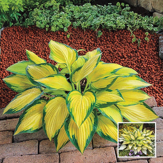 Orange Marmalade Hosta