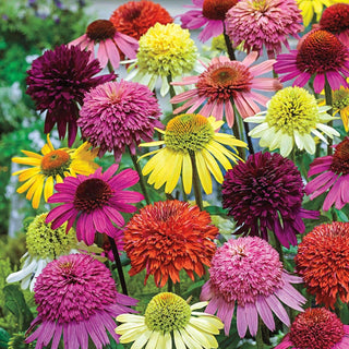 Hybridizer Coneflower Mixture