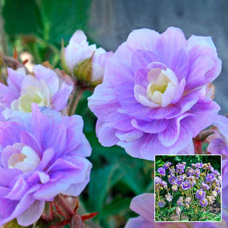 Double Geranium Summer Skies