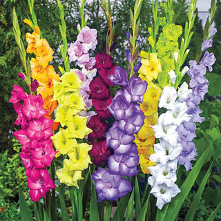 Gladiolus Cutflower Mixture 