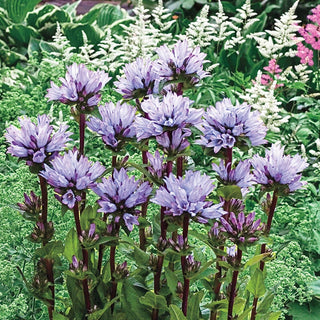 Emerald Campanula 