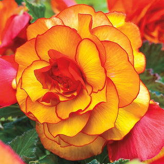 Yellow Red Picotee Begonia 