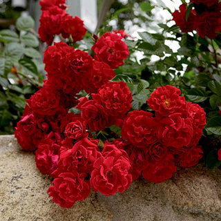 Groundcover Rose Red Ribbons 