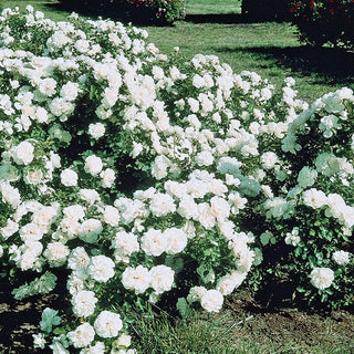 Groundcover Rose White Meidiland 