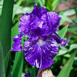 Gnu Again Iris