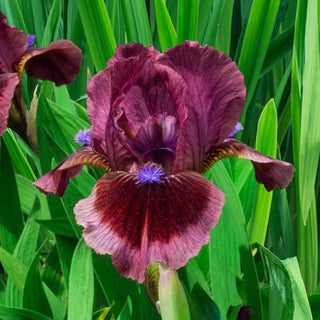 Cats Eye Dwarf Bearded Iris