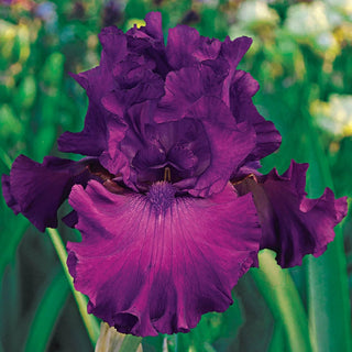 Swingtown Fragrant Bearded Iris