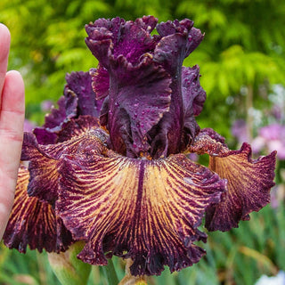 Drama Queen Bearded Iris