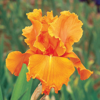 Orange Splash Iris