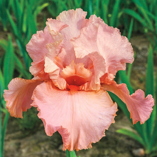 New Peggy Sue Bearded Iris