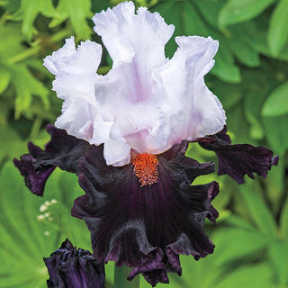 Starring Tall Bearded Iris