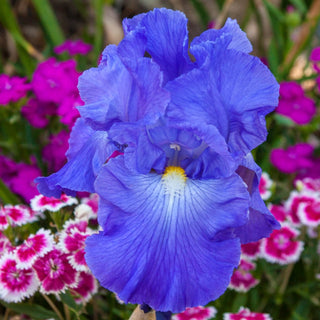 Newvictoria Falls Colourful Tall Bearded Reblooming Iris