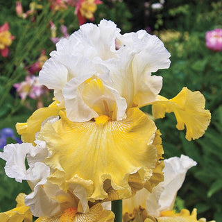 Kissed By The Sun Bearded Iris