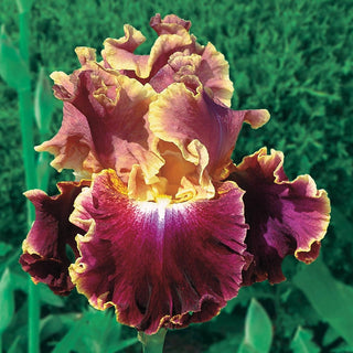 Montmartre Bearded Iris