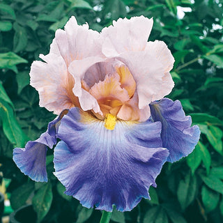 Mother Earth Reblooming Bearded Iris