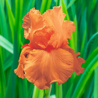 Disco Music Bearded Iris