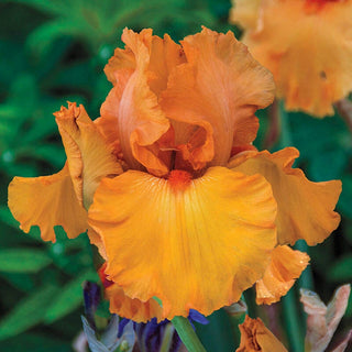 Penny Lane Reblooming Bearded Iris