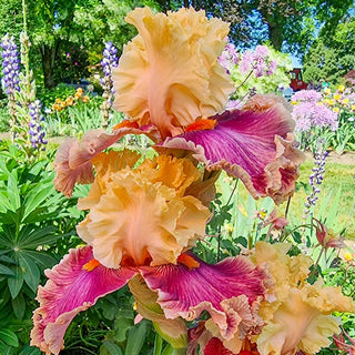 Decadence Bearded Iris