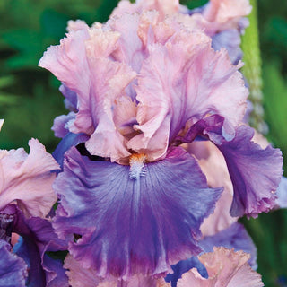 Florentine Silk Bearded Iris