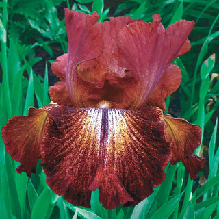 Paprika Fonos Reblooming Bearded Iris