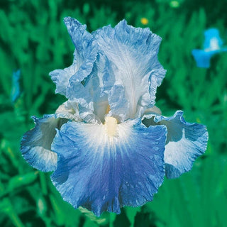 Clarence Reblooming Bearded Iris