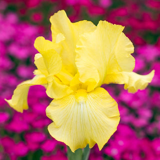 Reblooming Iris