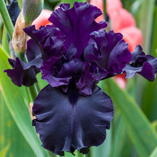 Raven Girl Bearded Iris