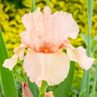 Pink Attraction Reblooming Bearded Iris