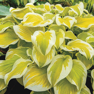 Spring Morning Hosta