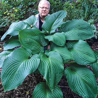 Giant Hostas