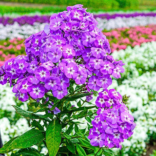 Goliath Phlox Tree