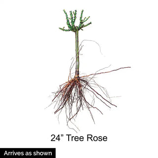 Burgundy Iceberg 24" Tree Rose