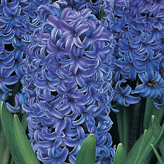 Colourful Hyacinth Collection