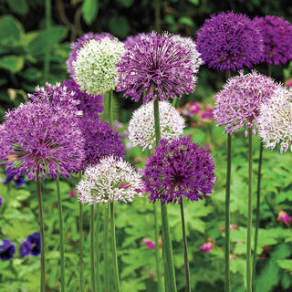 Big Impact Allium Mixture