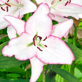 Brasillia Oriental Lily