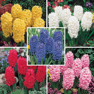 Jewel Hyacinth Collection