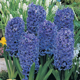 Jewel Hyacinth Collection