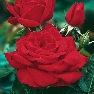 Mister Lincoln Hybrid Tea Rose