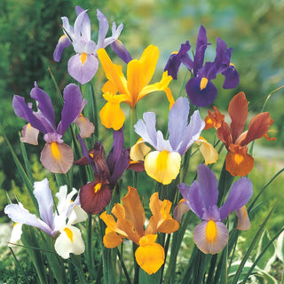 Mixed Dutch Iris